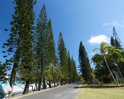 Avenue of araucaria "pines"